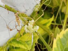 清热养颜黄豆芽